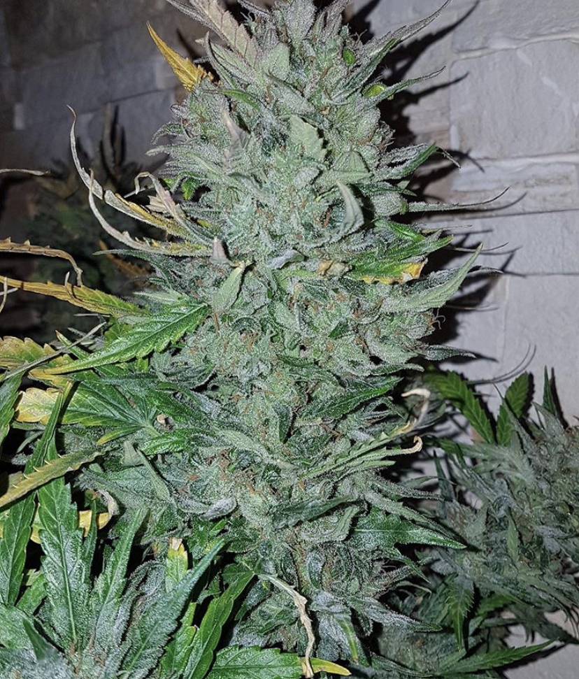 Gorilla Glue - Fast Buds - Discount Cannabis Seeds