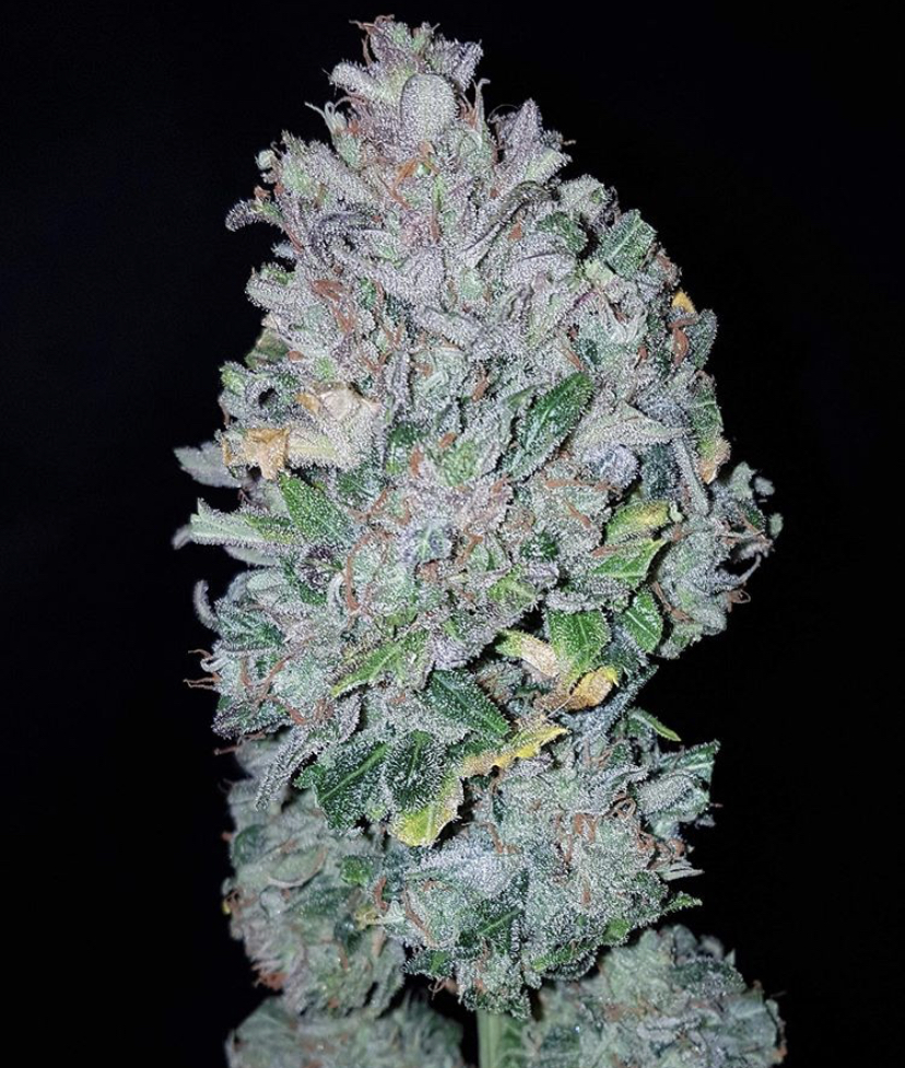 Gorilla Glue - Fast Buds - Discount Cannabis Seeds