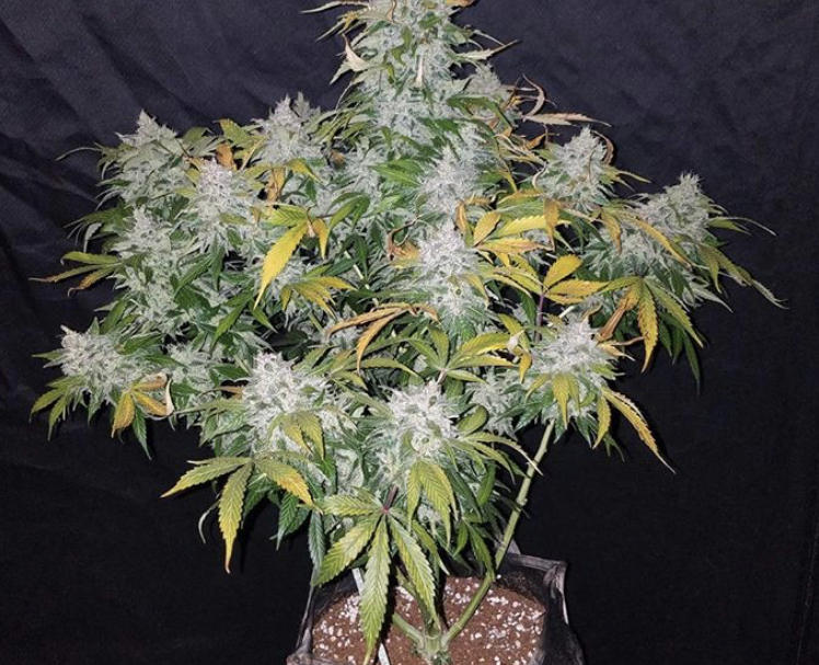 Stardawg - Fast Buds - Discount Cannabis Seeds
