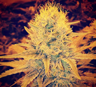 Green Ninja - Heavyweight Seeds - Discount Cannabis Seeds