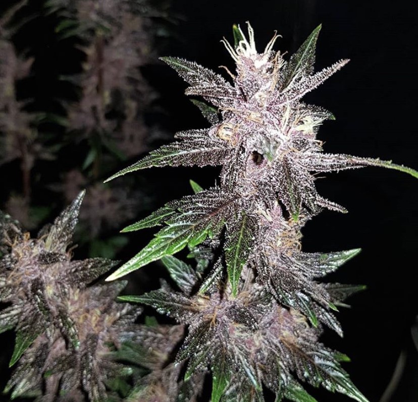 Seed Stockers Purple Punch Auto - Discount Cannabis Seeds