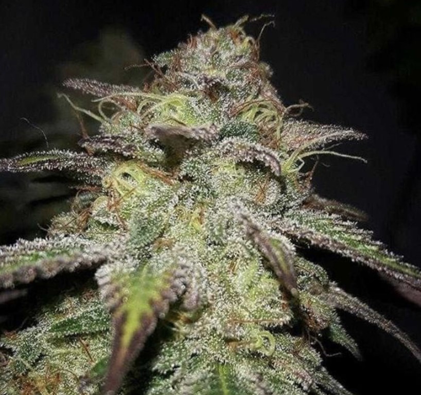 Seed Stockers Blackberry Gum Auto - Discount Cannabis Seeds