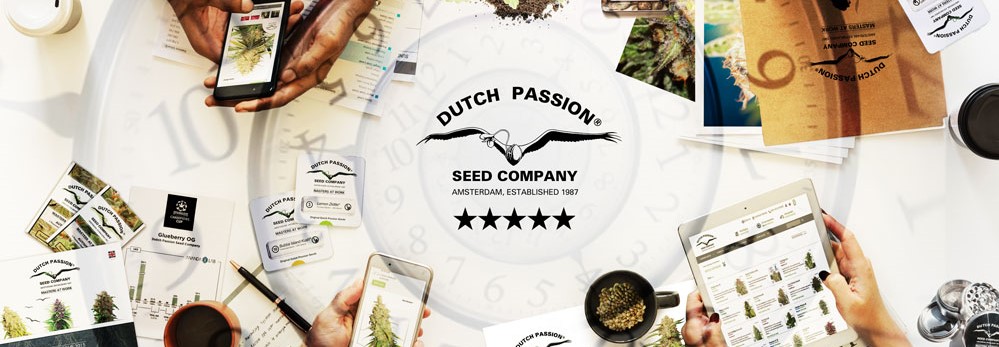Buy Dutch Passion Seeds from Discount Cannabis Seeds
