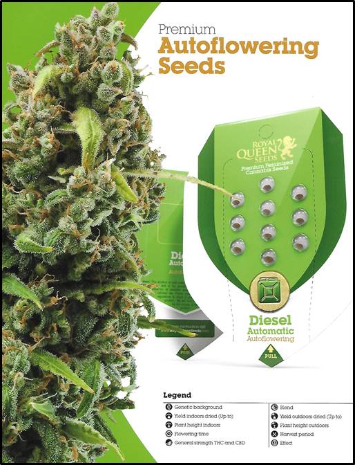 Royal Runtz Auto Feminised Cannabis Seeds | Royal Queen Seeds