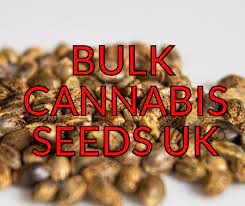 100 Seeds for £100 with Our Discount Cannabis Seeds Deal.