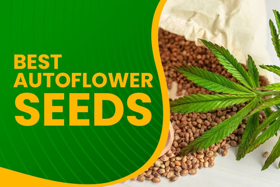 Game-Changing Potential of Auto-Flowering Cannabis Seeds: At Discount Cannabis Seeds