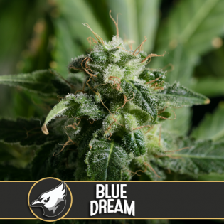 Blue Dream - Discount Cannabis Seeds