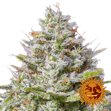 Buy Blue Gelato 41 from Barney's Farm at Discount Cannabis Seeds