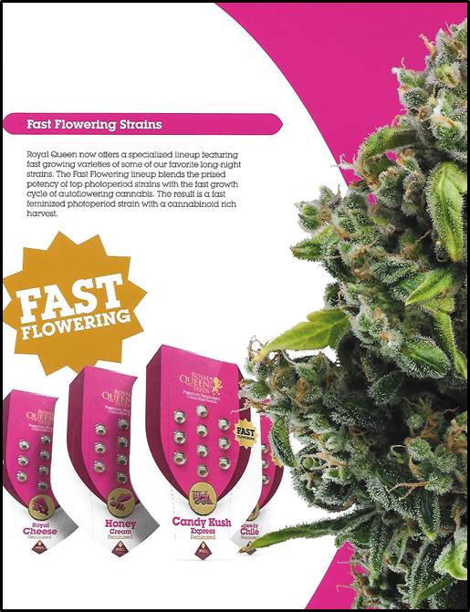Epsilon F1 Auto Feminised Cannabis Seeds | Royal Queen Seeds