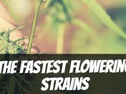Fast Flowering Cannabis Seeds Strains at Discount Cannabis Seeds