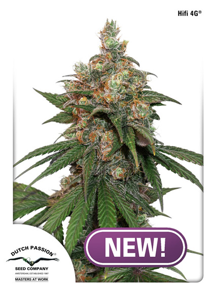Buy Dutch Passion HiFi 4G Feminised Cannabis Seeds from Discount Cannabis Seeds