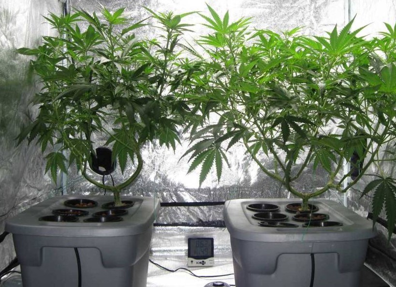 Home Cultivation - Discount Cannabis Seeds