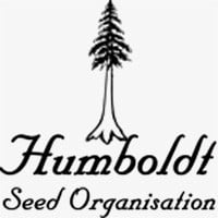 Ghost Of NYC Feminised Cannabis Seeds | Humboldt Seeds Organisation
