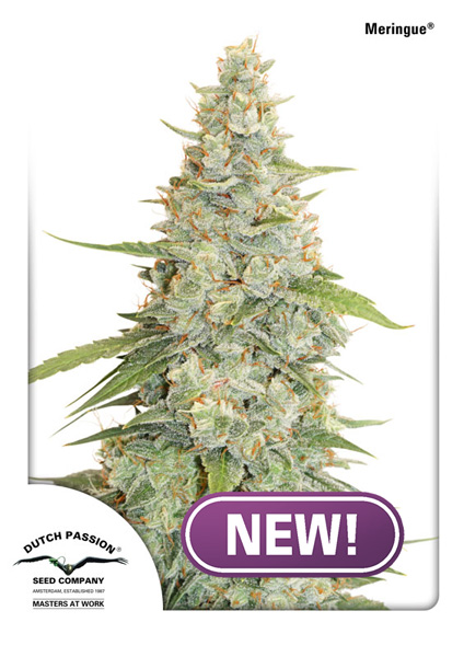 Buy Dutch Passion Meringue Feminised Cannabis Seeds from Discount Cannabis Seeds