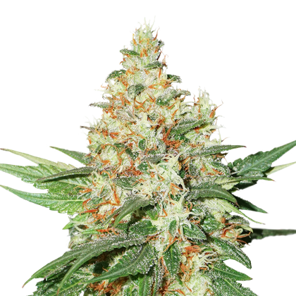 O.G. Kush | Discount Cannabis Seeds