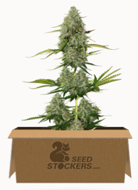 Seeds Stockers | Discount Cannabis Seeds