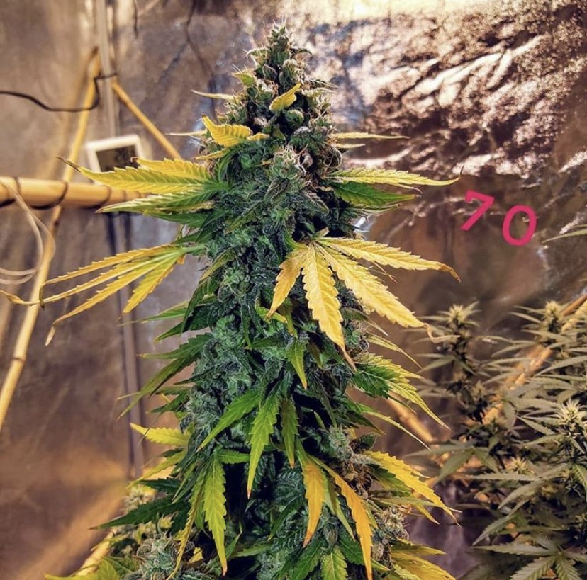 Seed Stockers Sticky Fingers Auto - Discount Cannabis Seeds