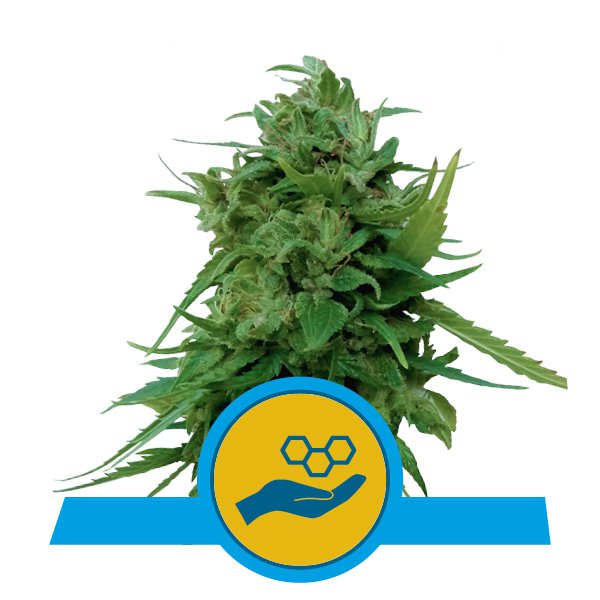 Solomatic CBD - Discount Cannabis Seeds