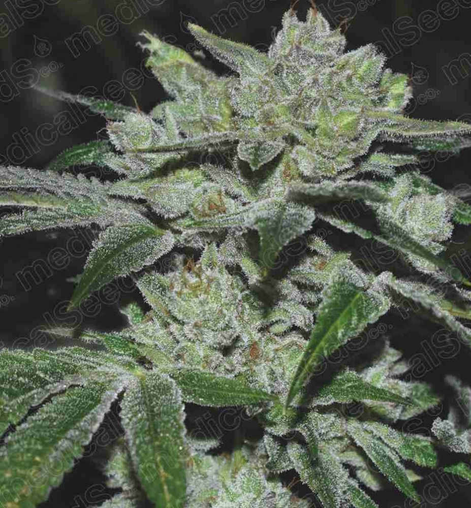 Medical Seeds from Discount Cannabis Seeds