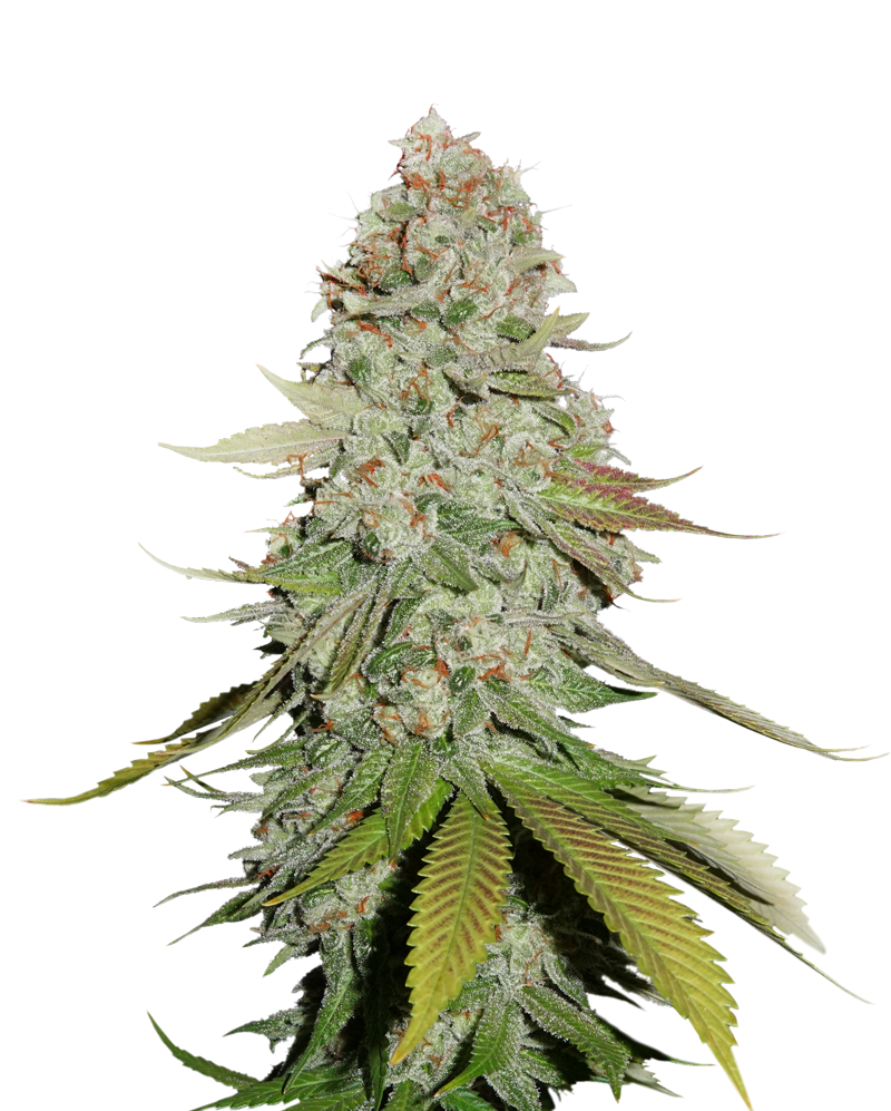 Sticky Monkey GG#4 | Discount Cannabis Seeds