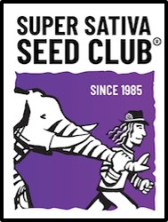 Pineapple Poison Feminised Cannabis Seeds - Super Sativa Seed Club