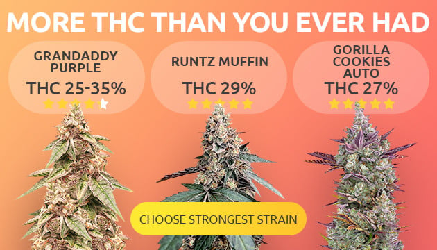 Get Discount Cannabis Seeds with High THC Content at Our Store.
