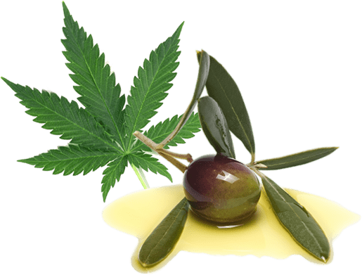 What does CBD Oil contain?
