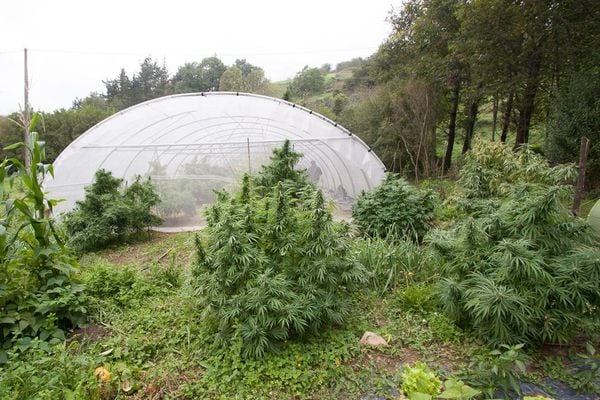 Discount Cannabis Seeds: The Go-To Choice for Outdoor Cannabis Seeds.