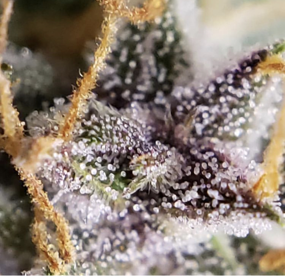 Barneys Farm Purple Punch Auto - Discount Cannabis Seeds
