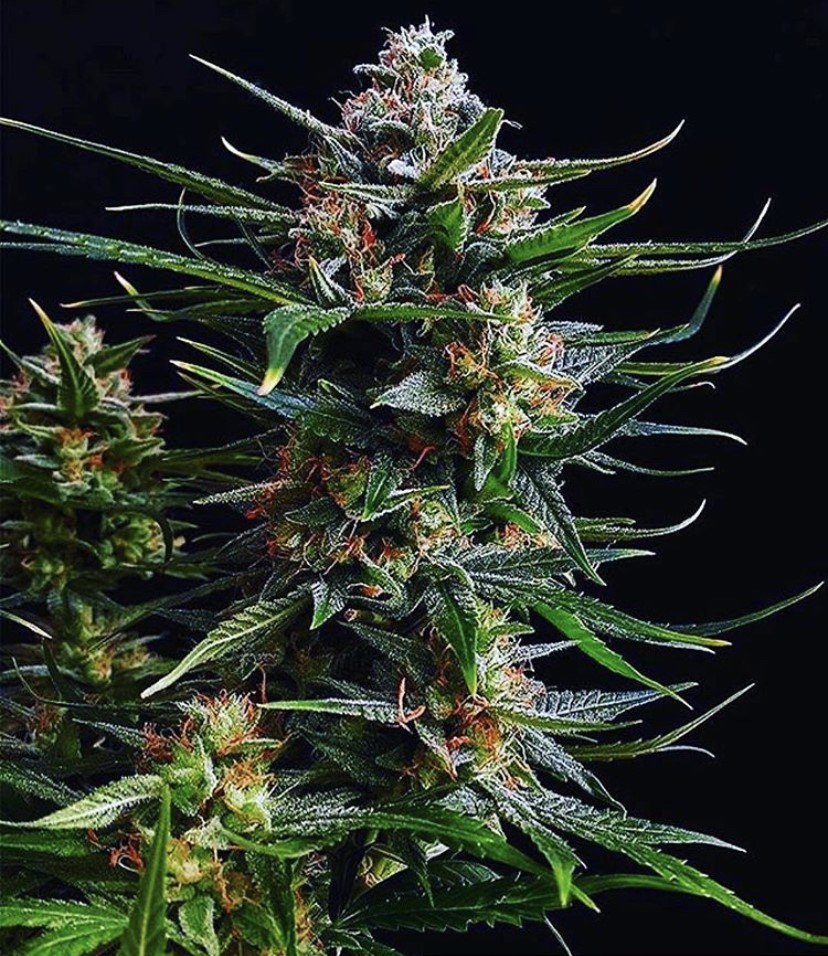 Bubble Kush Auto - Discount Cannabis Seeds - Discount Cannabis Seeds
