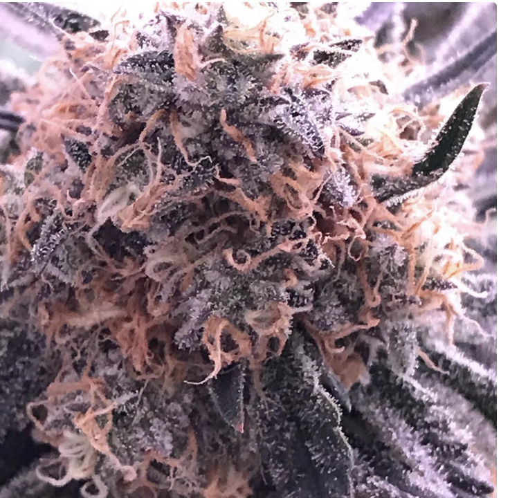 Cannabis Seeds Review - Expert Seeds by Discount Cannabis Seeds.
