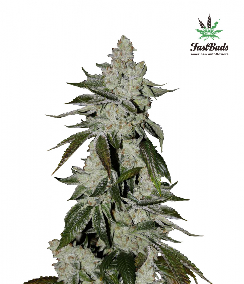 Girl Scout Cookies - Discount Cannabis Seeds