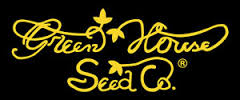 Holy Snow Feminised Cannabis Seeds | Green House Seeds