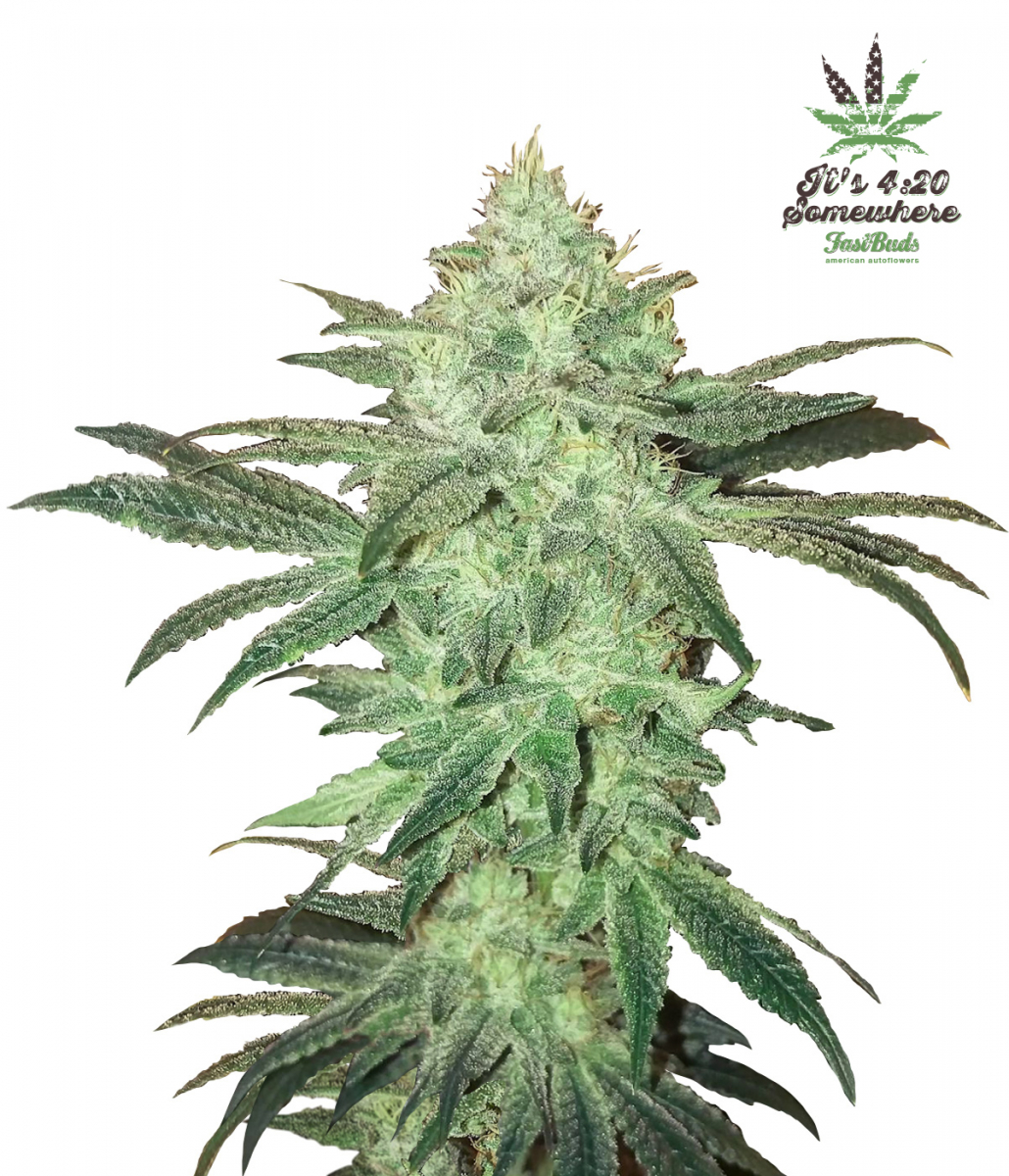 Fast Buds Stardawg - Discount Cannabis Seeds