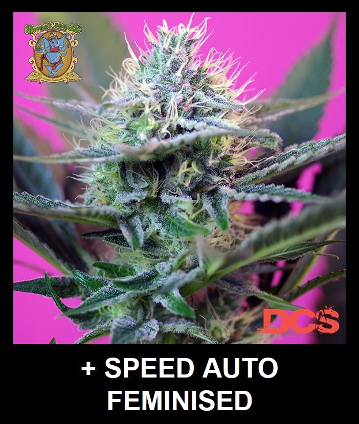Fast Flowering Cannabis Seeds - Discount Cannabis Seeds