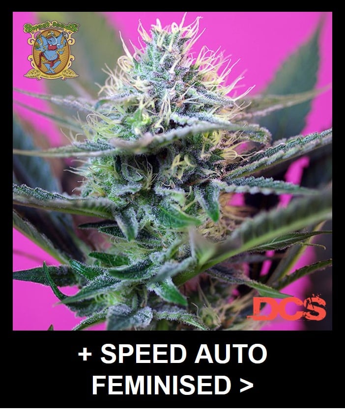 Auto Feminised Cannabis Seeds - Discount Cannabis Seeds
