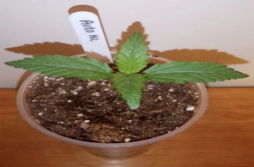 Auto Northern Lights from Female Seeds