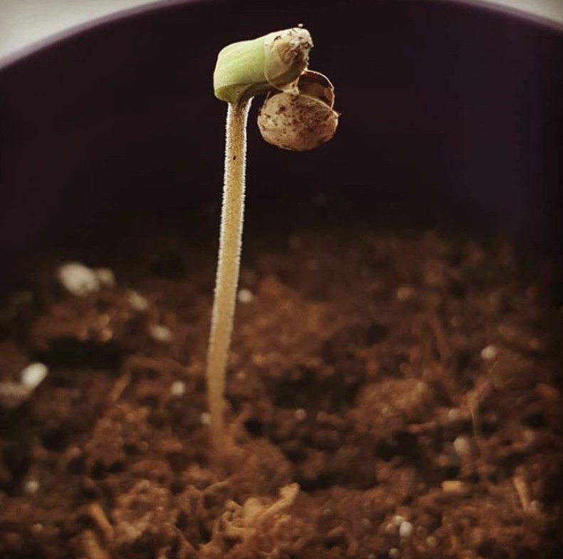 Blueberry Auto Feminised Cannabis Seeds | Zambeza Seeds