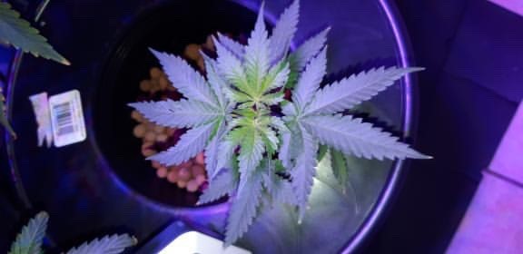 Royal Gorilla - Royal Queen Seeds - Discount Cannabis Seeds