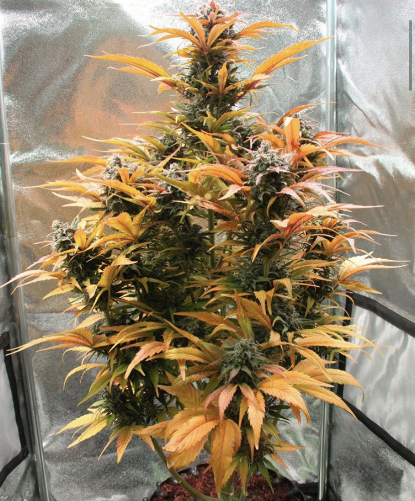 Amnesia Haze Auto - Royal Queen Seeds - Discount Cannabis Seeds