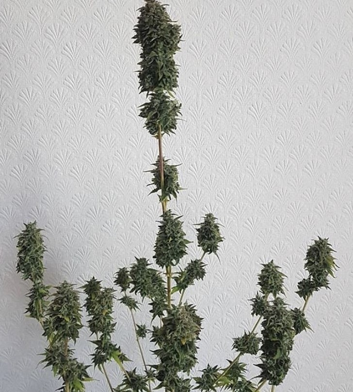 Blueberry Auto Feminised Cannabis Seeds | Zambeza Seeds