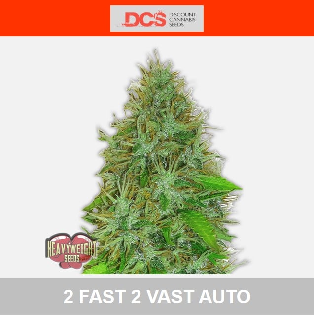 2 Fast 2 Vast Auto Feminised - Heavyweight Seeds - Discount Cannabis Seeds