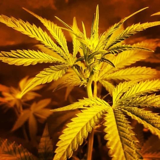 Royal Gorilla - Royal Queen Seeds - Discount Cannabis Seeds