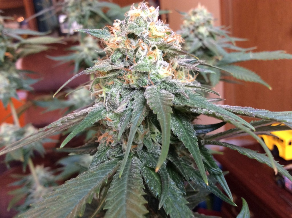 Goldmine - Heavyweight Seeds - Discount Cannabis Seeds