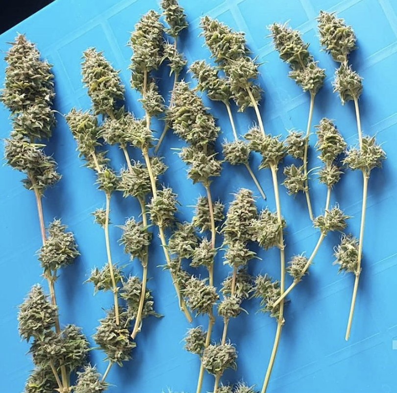 Blueberry Auto Feminised Cannabis Seeds | Zambeza Seeds