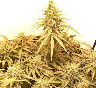 Monster Profit - Heavyweight Seeds - Discount Cannabis Seeds
