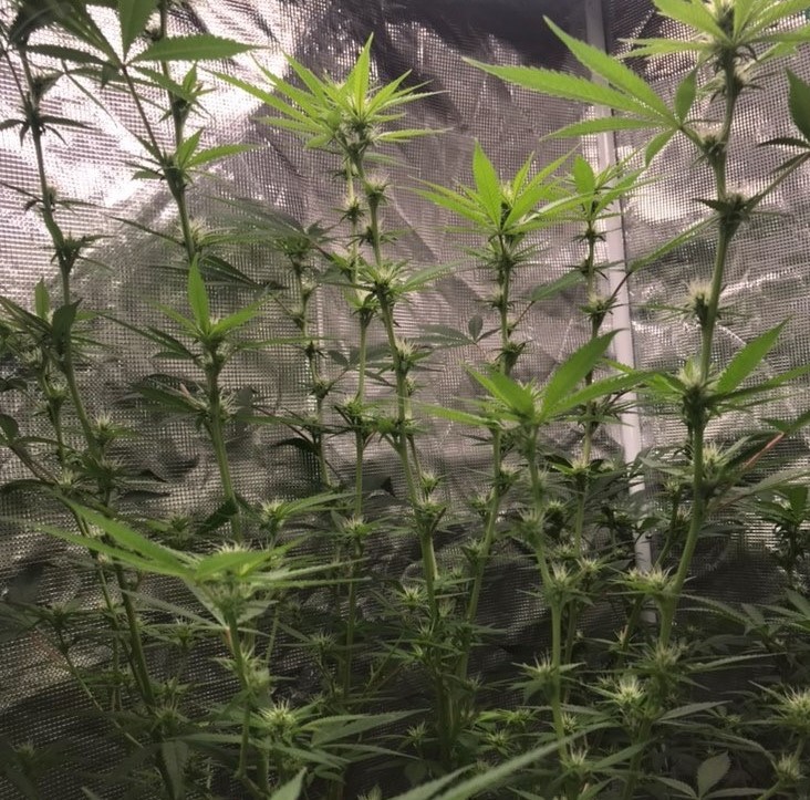 Heavyweight Seeds Mignight Mass from Discount Cannabis Seeds