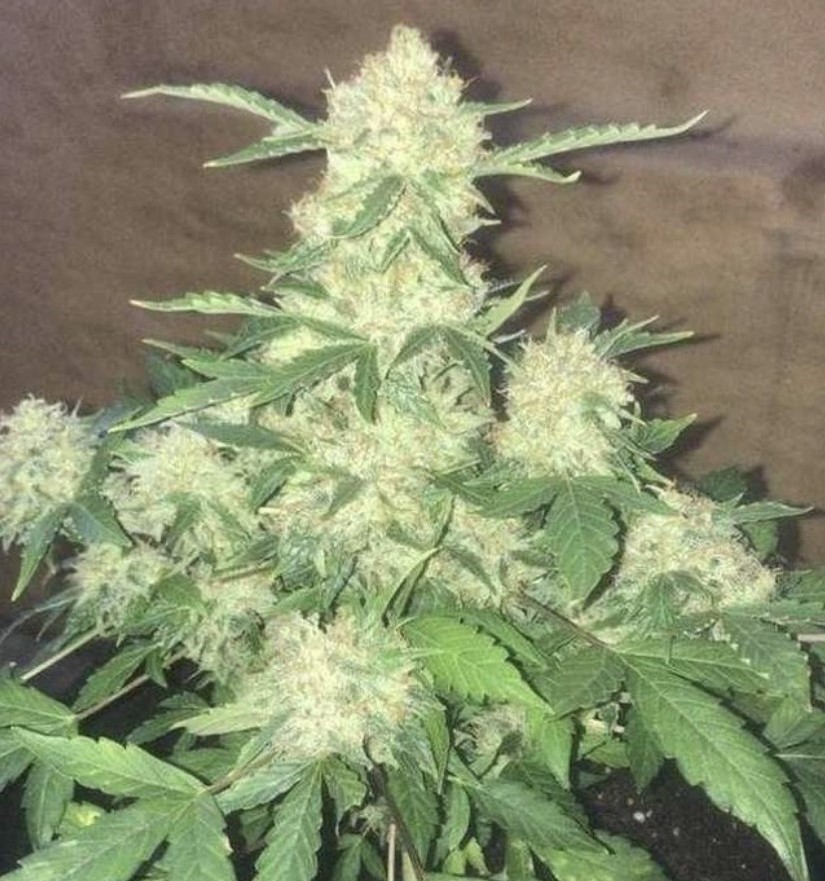 Seed Stockers BCN Critical XXL Auto - Discount Cannabis Seeds