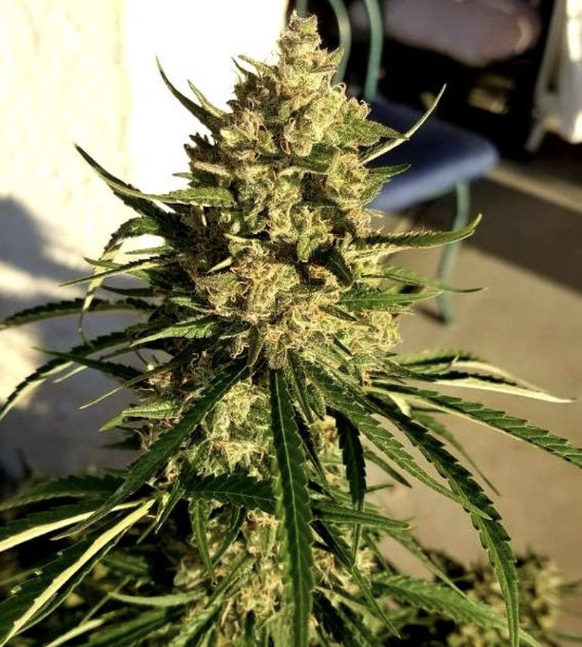 Seed Stockers Candy Dawg Auto - Discount Cannabis Seeds