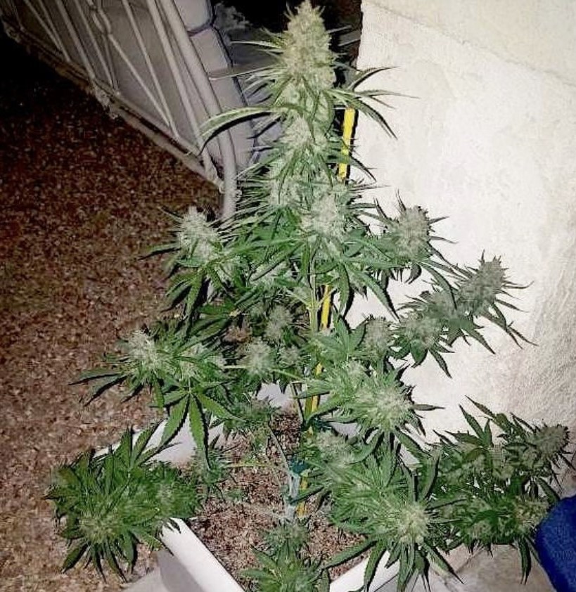 Seed Stockers Candy Dawg Auto - Discount Cannabis Seeds